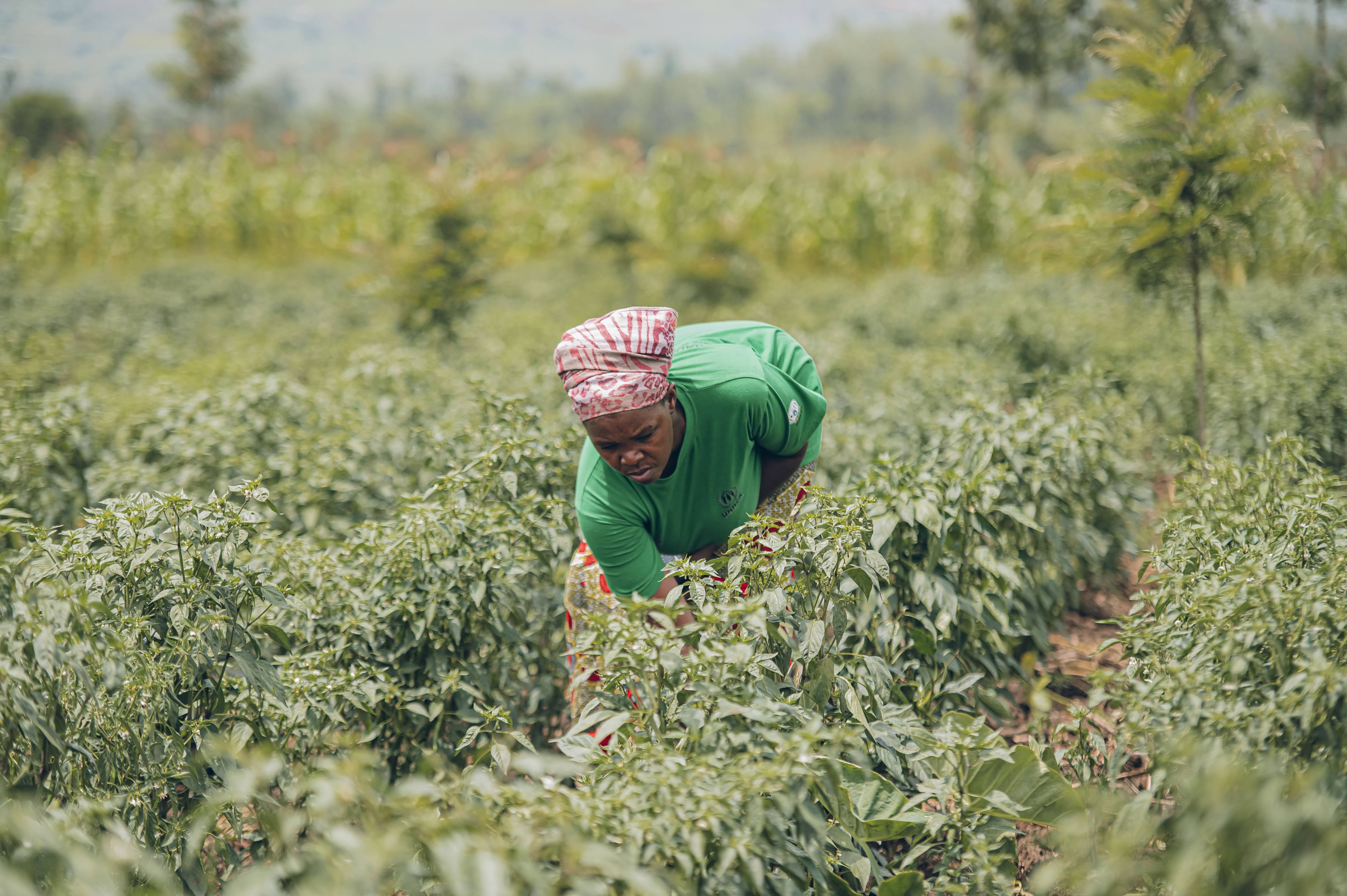 Agricultural / Cultivation — Nyarugenge
